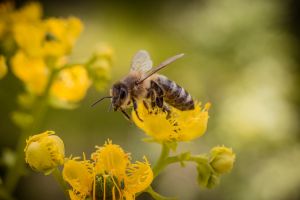 hmyzi dom včela uvod
