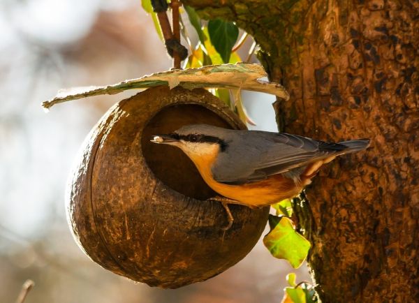 krmitko kokos