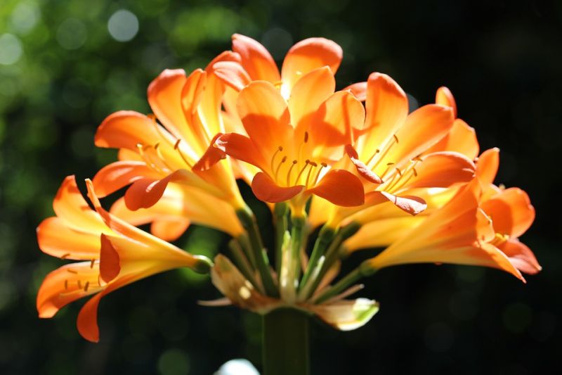cibuloviny jar kvety tipy inspiracie sadenie prakticke napady 4