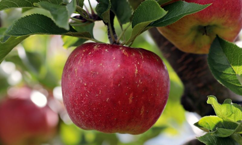 jablko ovocie slovenske tradicia chut recept 1