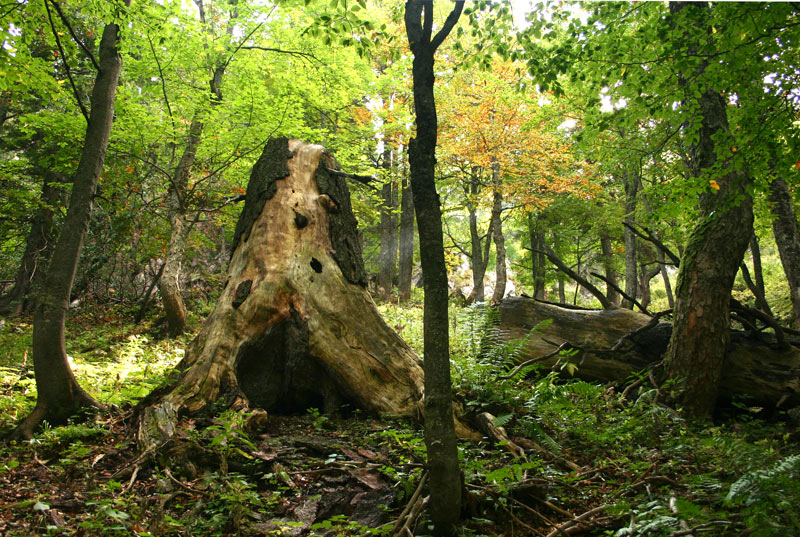 pralesy slovensko huby zvierata rastliny 4