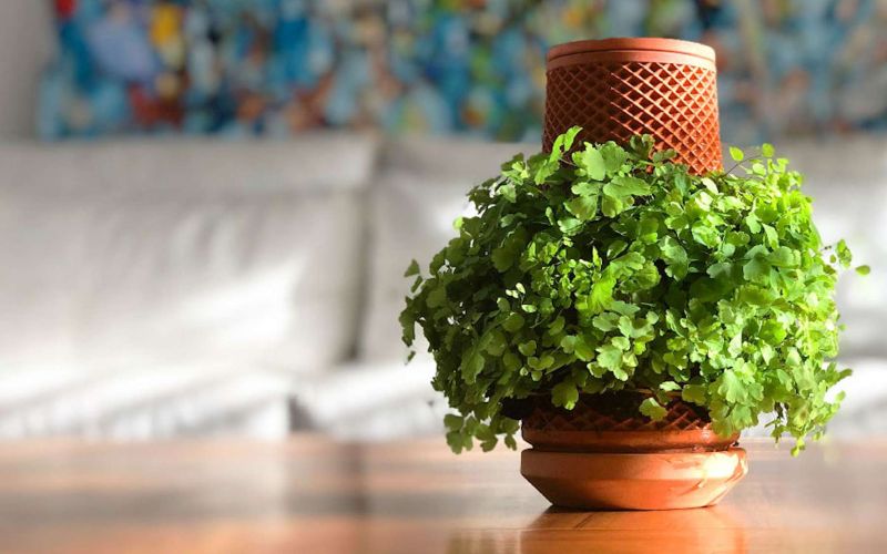 terraplanter 1