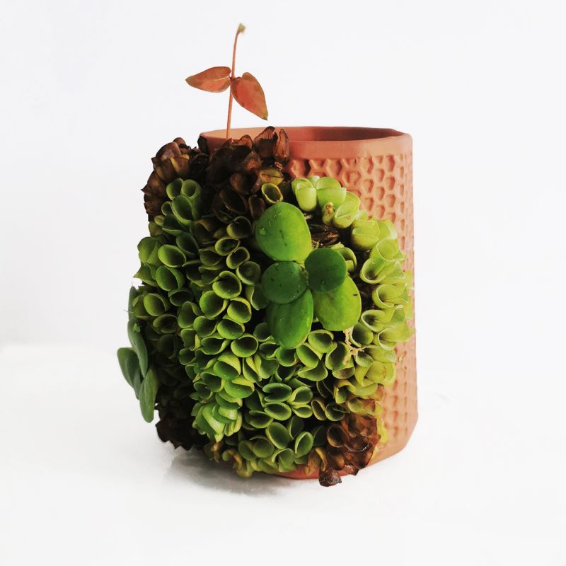 terraplanter 2