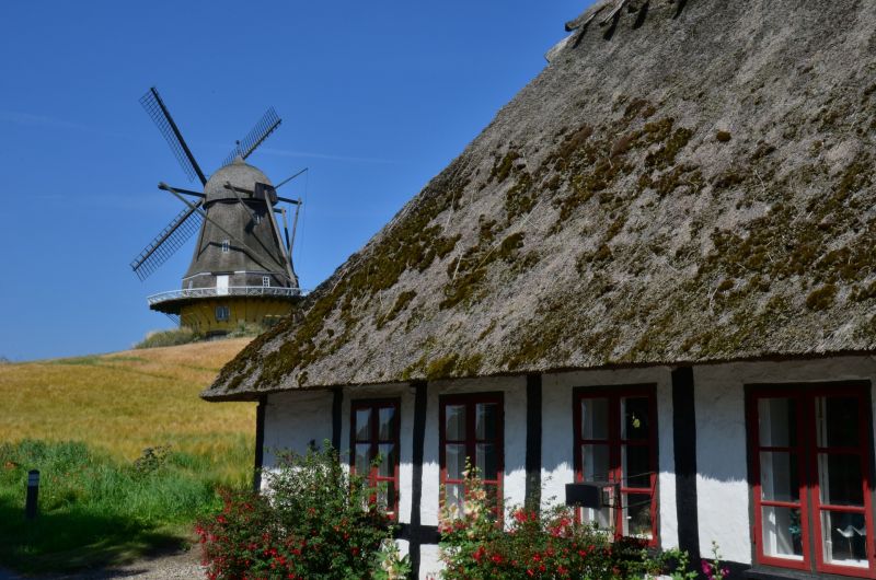 zelen dansko 3