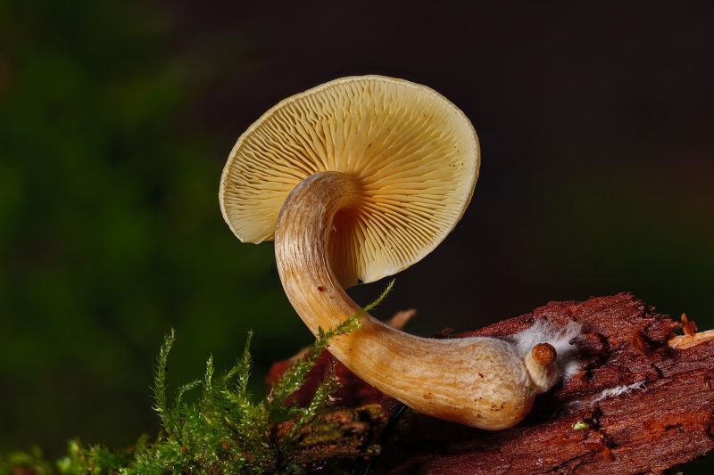 mycelium 1