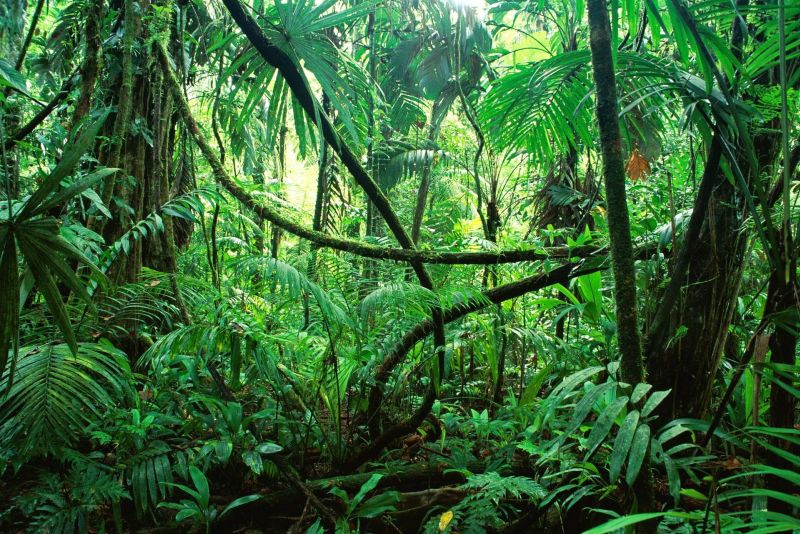 brazília stromy 1