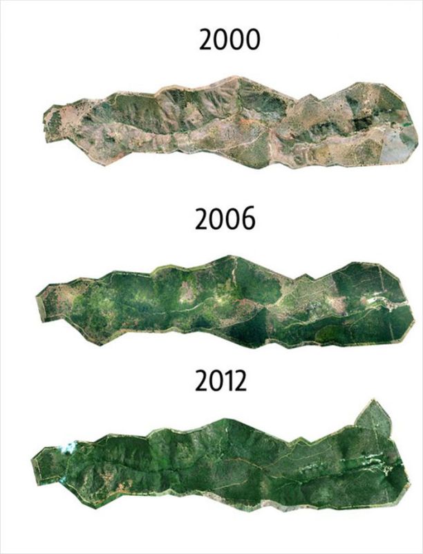 brazília stromy 2
