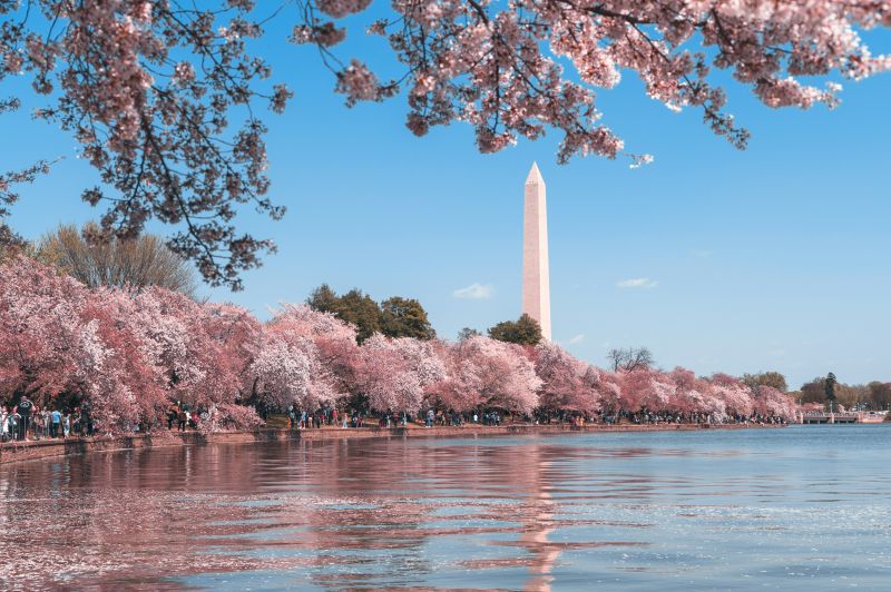 sakura 2