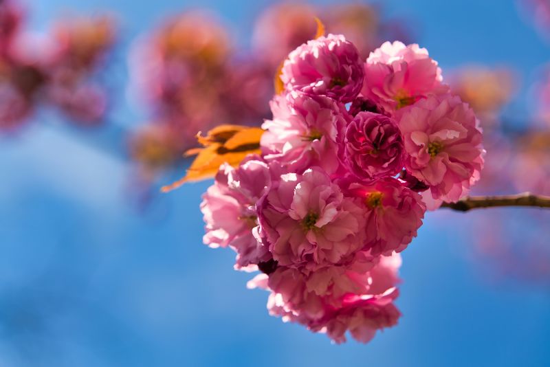 sakura 3