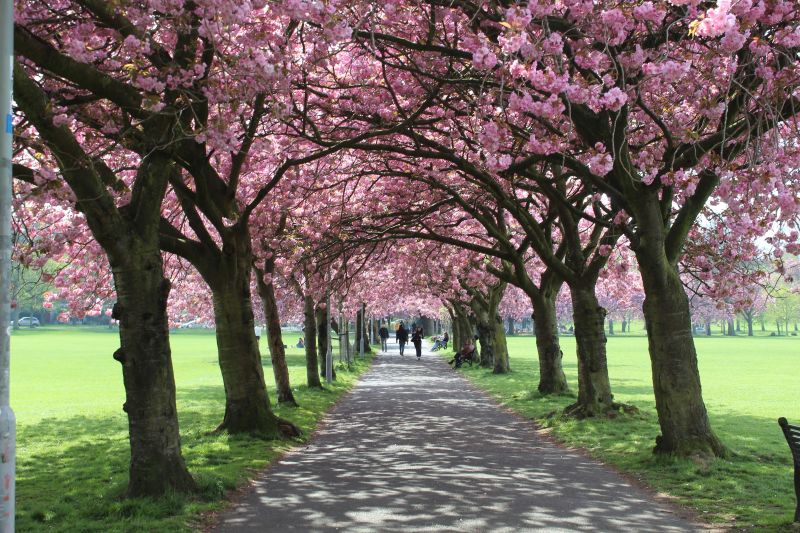 sakura uvod